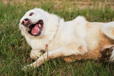 Bir melezin mutlu yüzü. Yeşil çimenlerde yatan, sırtını kaşıyan ve hayatın tadını çıkaran melez beyaz İsviçre çoban köpeği. Köpek köpek, parkta temiz havada yürüyor..