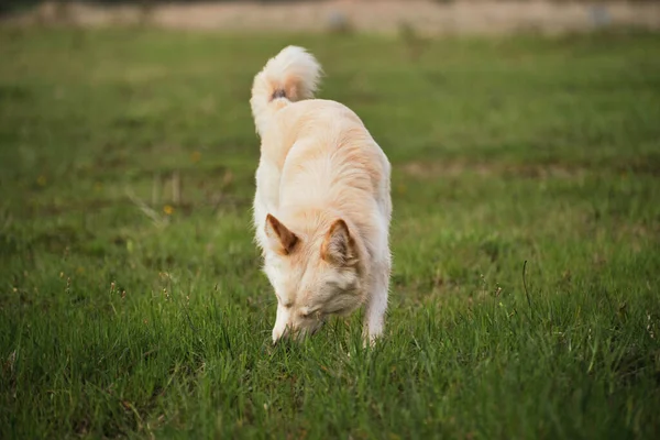 White mongrel dog walks in the park. A half breed white Swiss shepherd dog walks in the fresh air and chews grass.