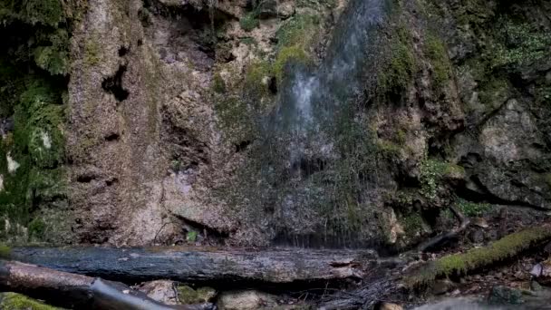 小さな滝は 岩の上の細い流れと野生の森の緑の苔に流れています 国立公園の自然 きれいな冷たい新鮮な飲料水とストリーム — ストック動画
