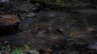 Ulusal Park 'ın doğası. Temiz ve temiz soğuk içme suyu olan akarsu kayaların üzerinden yavaşça akar. Sessiz, dar dağ akıntısı içinden akar.