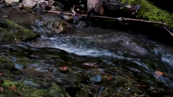 国立公園の自然 澄んだ冷たい新鮮な飲料水をゆっくりと岩の上を流れるストリーム 静かで狭い渓流が流れる — ストック動画
