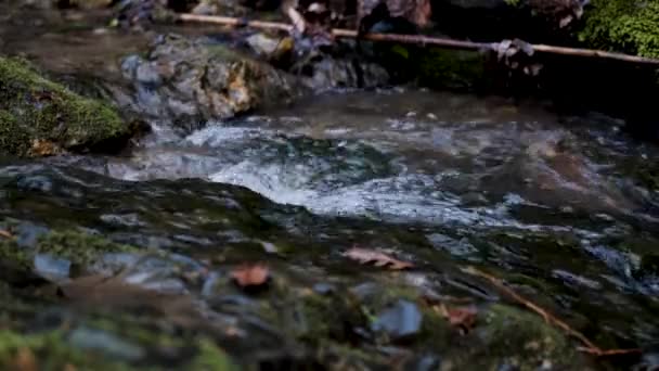 国立公園の自然 澄んだ冷たい新鮮な飲料水をゆっくりと岩の上を流れるストリーム 静かで狭い渓流が流れる — ストック動画