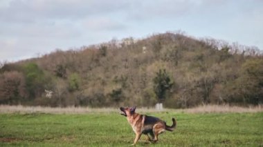 Siyah ve kırmızı Alman çoban köpeği yeşil açıklığa doğru hızla koşar, dikkatlice yukarı bakar, sonra yükseğe sıçrar ve diski güçlü dişleriyle yakalar. Açık hava sporları, köpeklerle eğlence, zaman turları..