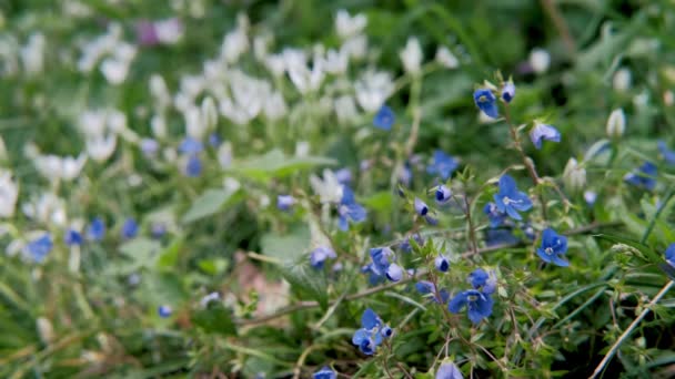 Блакитні Маленькі Квіти Передньому Плані Білі Великі Задньому Плані Розмитому — стокове відео