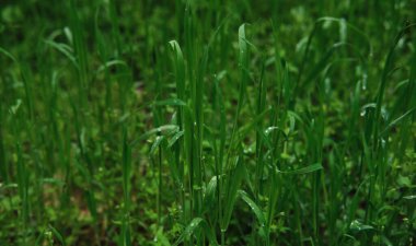 Çiy damlaları olan parlak yeşil çimenler. Islak çimlerin makrofotoğrafçılığı. Doğa ve çevre elementleri ile minimalist ekran koruyucu.