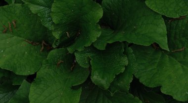 Bir sürü parlak yeşil burdock kapanıyor. Yatay arkaplan. Doğa ve çevre elementleri ile minimalist ekran koruyucu.