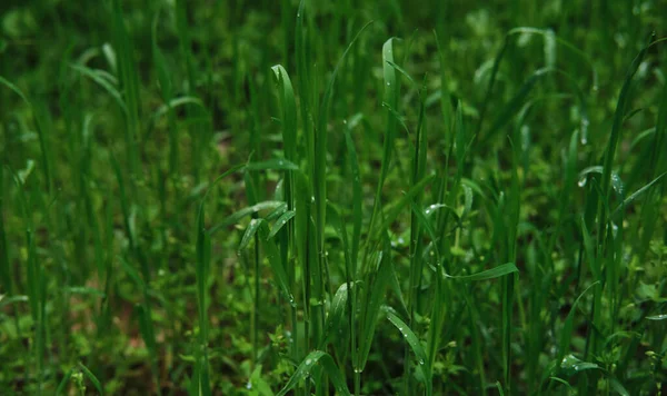 鲜绿的草叶 露水滴落在近处 湿草宏观摄影 带有自然和环境因素的最低限度屏幕保护程序 — 图库照片