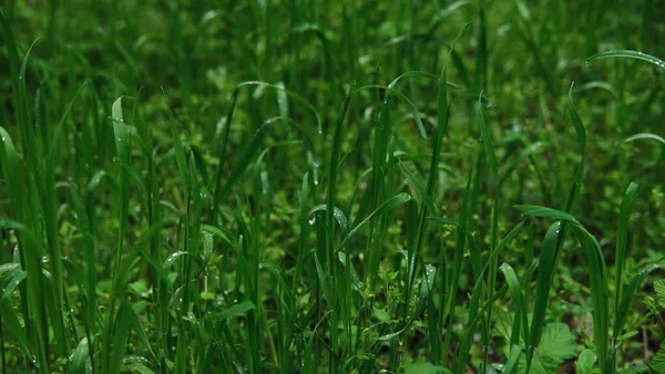 Ярко Зеленая Трава Капли Росы Близко Макрофотография Мокрой Травы Минималистская — стоковое фото
