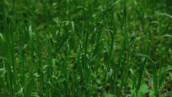 Bright green grass with dew drops close up. Macrophotography of wet grass. Minimalist screensaver with elements of nature and the environment.