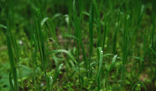 鲜绿的草叶 露水滴落在近处 湿草宏观摄影 带有自然和环境因素的最低限度屏幕保护程序 — 图库照片