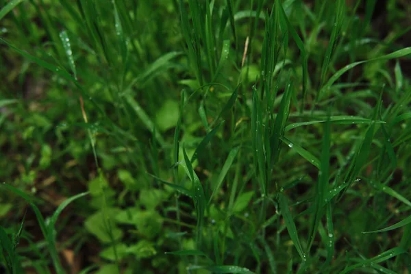 Hierba Verde Brillante Con Gotas Rocío Cerca Macrofotografía Hierba Mojada —  Fotos de Stock