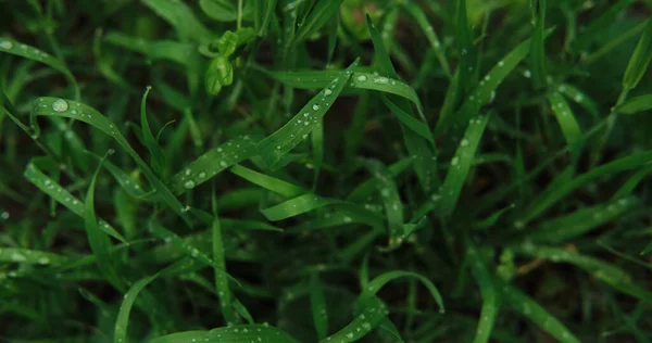 Bright green grass with dew drops close up. Macrophotography of wet grass. Minimalist screensaver with elements of nature and the environment.