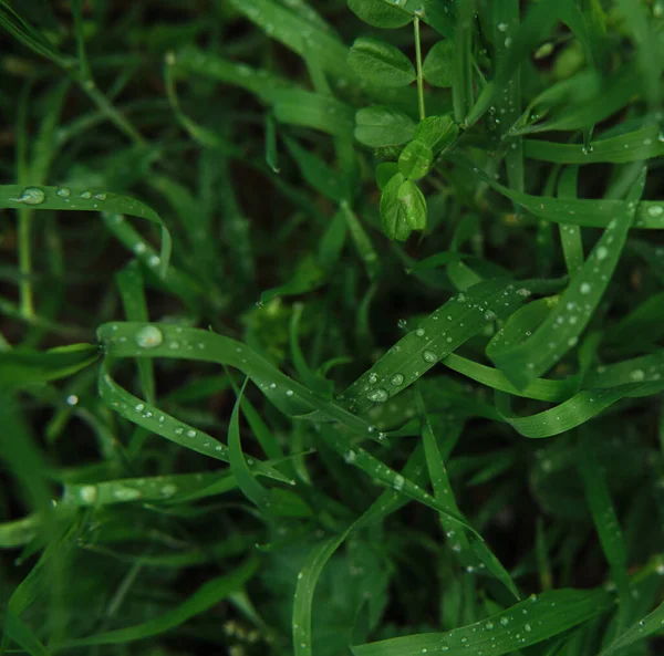 Bright green grass with dew drops close up. Macrophotography of wet grass. Minimalist screensaver with elements of nature and the environment.