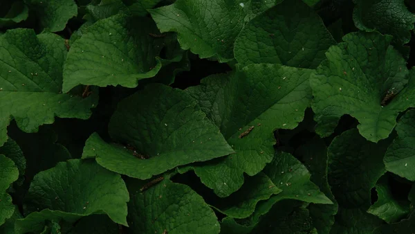 Sok Élénk Zöld Burdokk Közeledik Vízszintes Háttér Minimalista Képernyővédő Természet — Stock Fotó