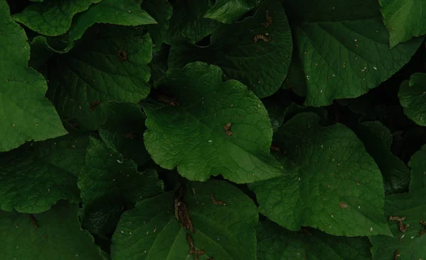 Muitas Bardanas Verdes Brilhantes Fecham Fundo Horizontal Protetor Tela Minimalista — Fotografia de Stock