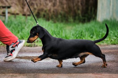 Genç dachshund kısa patilerini hareket ettirerek çok hızlı koşuyor. Köpek ve eğitmenle antrenman. Köpek gösterisinde standart siyah ve bronz renkli, düz saçlı daksund..