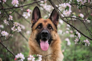 Alman çoban köpeği kırmızı ve siyah renkler ve çiçek açan bahçeler. İlkbaharda meyve ağaçlarında açan lüks beyaz ve pembe çiçeklerdeki evcil köpek portresi. Kiraz çiçekleri ve elma ağaçları.
