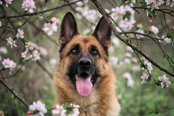 Duitse Herder Zwarte Rode Kleur Bloeiende Tuinen Portret Van Hond — Stockfoto