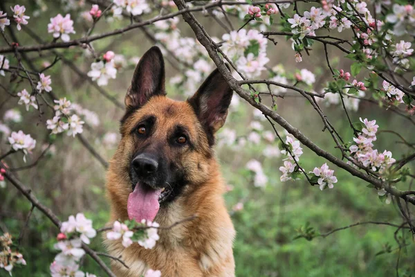 Tyska Shepherd Svart Och Röd Färg Och Blommande Trädgårdar Porträtt — Stockfoto