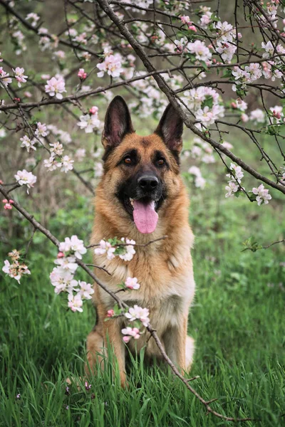 Tyska Shepherd Svart Och Röd Färg Och Blommande Trädgårdar Porträtt — Stockfoto