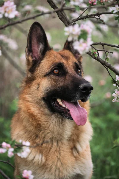 Tyska Shepherd Svart Och Röd Färg Och Blommande Trädgårdar Porträtt — Stockfoto