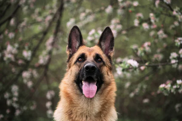 Tyska Shepherd Svart Och Röd Färg Och Blommande Trädgårdar Porträtt — Stockfoto