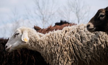 Evcil safkan beyaz ve kara koyun sürüsü çiftliğin kırsal kesimindeki otlakta otluyor. Koyun ve koçlarla yatay uzun pankart. Evcil hayvanların otlatılması.