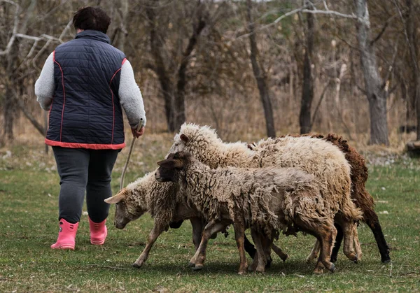 女性羊飼いはパドックの農場の村で家畜の羊を飼います 黒と白の純血種の羊やラムの群れ田舎で緑のクリアリングで歩く — ストック写真