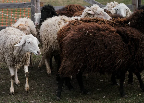 Pecore Mangiano Erba Verde Fresca Pascolo Pecore Domestiche Montoni Che — Foto Stock