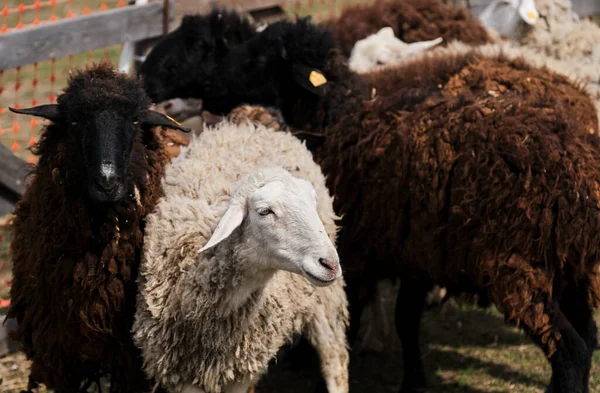 羊吃新鲜的青草 牧养在农场上的家畜和公羊 村里一群乌黑的 白发的 褐色的 卷曲的 剃光了毛的羊在笔下吃草 — 图库照片