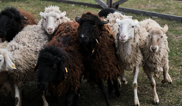 Flock of domestic purebred white and black sheep graze in paddock in countryside on farm. Horizontal long banner with sheep and rams. Grazing of domestic animals.