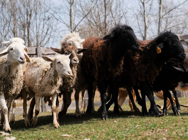羊は新鮮な緑の草を食べる 家畜の羊や羊の牧場を歩くの牧草地 黒白と茶色の巻き毛の群れと村のペンでShaven羊の放牧 — ストック写真