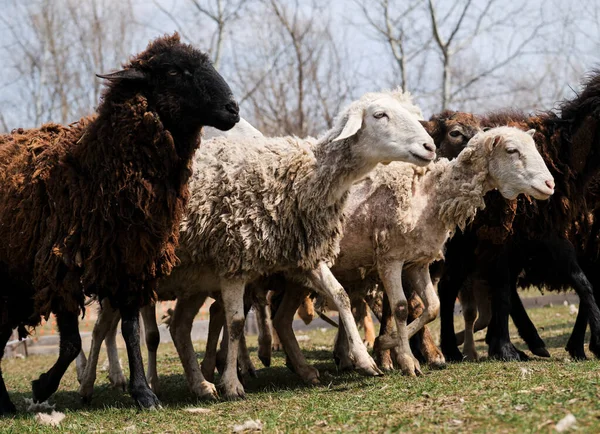 Pecore Mangiano Erba Verde Fresca Pascolo Pecore Domestiche Montoni Che — Foto Stock