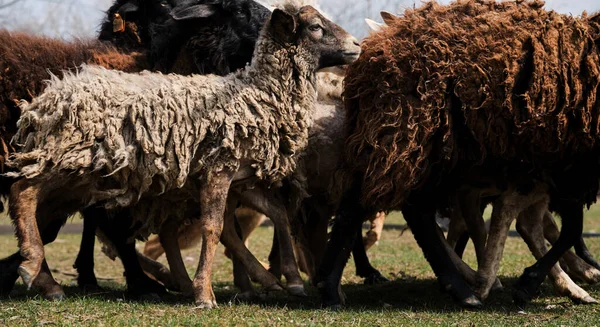 Hejno Domácích Čistokrevných Bílých Černých Ovcí Pasou Pastvinách Venkově Farmě — Stock fotografie