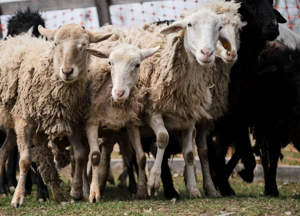 Ovce Jedí Čerstvou Zelenou Trávu Pastviny Domácích Ovcí Beranů Procházejících — Stock fotografie