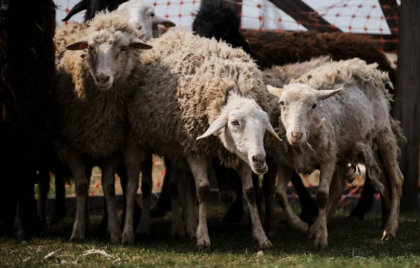 羊吃新鲜的青草 牧养在农场上的家畜和公羊 村里一群乌黑的 白发的 褐色的 卷曲的 剃光了毛的羊在笔下吃草 — 图库照片