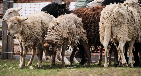 農場の田舎のパドックで国内の純白で黒い羊の放牧の群れ 羊やラムと水平方向の長いバナー 家畜の放牧 — ストック写真