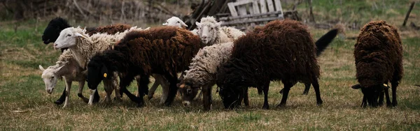 农场的农村 一群纯种的白羊和黑羊在围场里吃草 有绵羊和公羊的横幅 放牧家畜 — 图库照片