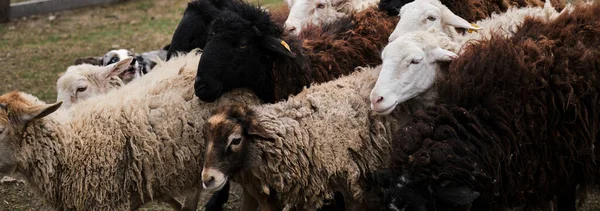 Hejno Domácích Čistokrevných Bílých Černých Ovcí Pasou Pastvinách Venkově Farmě — Stock fotografie