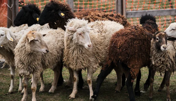 Hejno Domácích Čistokrevných Bílých Černých Ovcí Pasou Pastvinách Venkově Farmě — Stock fotografie