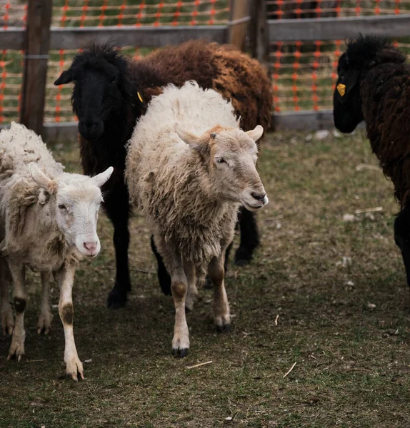 Schapen Eten Vers Groen Gras Weide Van Als Huisdier Gehouden — Stockfoto