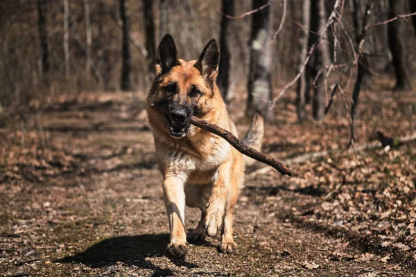 Beautiful red and black German Shepherd runs along narrow forest path and plays with stick. Dog runs fast in park in fall and nibbles on tree branch. Happy shepherd face front view.