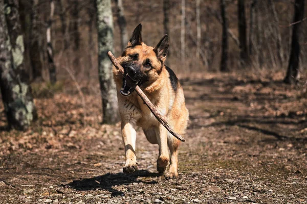 Beautiful red and black German Shepherd runs along narrow forest path and plays with stick. Dog runs fast in park in fall and nibbles on tree branch. Happy shepherd face front view.