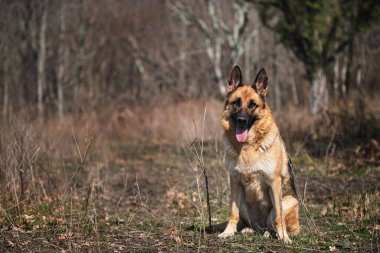 Alman çoban köpeği büyük bir gülümseme sergiliyor. Dili dışarı fırlamış ve yolda ağaçların arasında oturuyor. Temiz havada köpekle yürümek. Doğadaki kızıl saçlı siyah çobanın portresi.