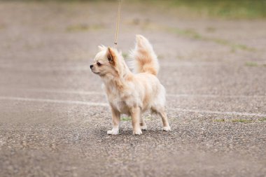 Uzun tüylü tüylü beyaz Chihuahua köpeği köpek şovunda duruyor ve çok güzel poz veriyor. Cebine ya da çantasına sığacak sevimli oyuncak köpek..
