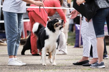 Rusya Krasnodar her türden 30.05.2021 köpek şovu. Collie sahibinin yanında duruyor ve uzman görüşünü dinliyor. Border collie pofuduk siyah üç renkli köpek şovunda gösteri yapıyor.