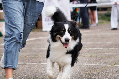 Rusya Krasnodar her türden 30.05.2021 köpek şovu. Collie ringde sahibinin yanında koşar ve güzel anatomi ve dış görünüşünü gösterir. Border collie pofuduk siyah üç renkli köpek şovunda gösteri yapıyor.