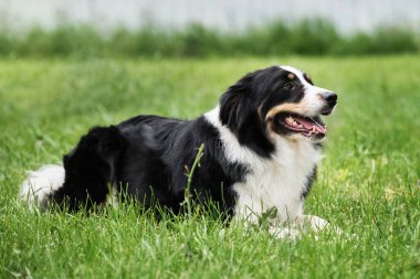 Büyüleyici siyah-beyaz, üç renkli, yeşil çimenlerin üzerinde duran çoban köpeği dikkatlice bakıyor ve gülümsüyor. İngiliz çoban köpeği bekliyor. Dünyadaki en zeki köpek türü..
