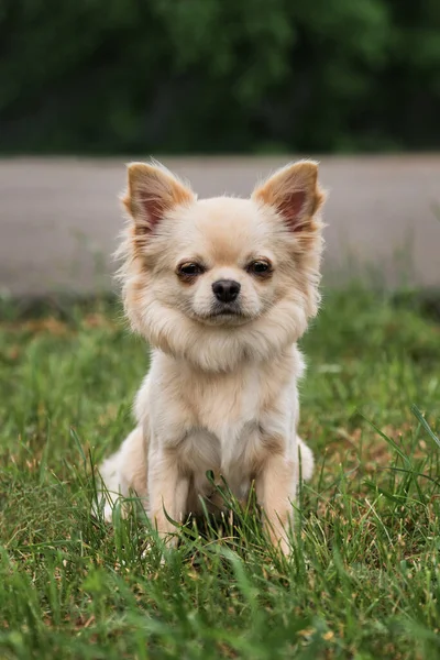 Långhåriga Chihuahua Ljus Färg Sitter Parken Grönt Gräs Och Poser — Stockfoto