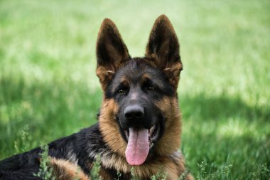 Masaüstü ekran koruyucu ya da bulmaca için köpek yavrusu. Yeşil çimenlerde yatan ve dili dışarı fırlamış gülümseyen sevimli siyah ve kırmızı Alman çoban köpeğinin portresi. Tatlı, genç, safkan, genç bir köpek..